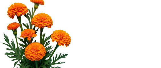 Vibrant Arrangement of Orange Marigolds Against a Turquoise Background – A vibrant arrangement of orange marigolds set against a turquoise background.