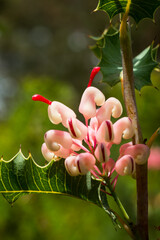 Close-up view of grey spider flower