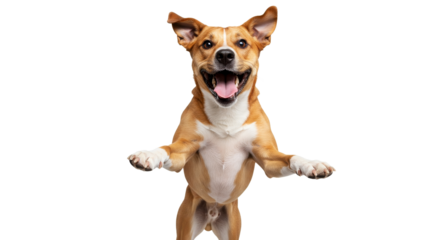 Happy Dog Jumping with Excitement on White Background