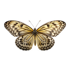 Obraz premium Detailed Rice Paper Butterfly on Black Background with Open Wings 