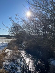 winter in the forest