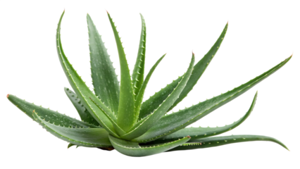 aloe Vera plant isolated on white background 