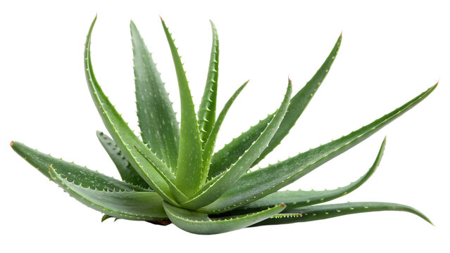 Fototapeta aloe Vera plant isolated on white background 