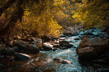 A stream in the forest in the early morning of autumn