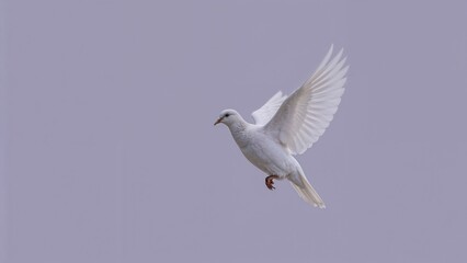 Obraz premium Soaring white dove gliding through open pale lavender sky, with single bird focus, copy space