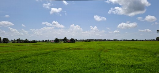 Lush Green Rice Field Under Clear Blue Sky With Scattered Clouds