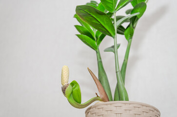 Blooming flower of Zamioculcas plant