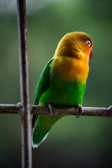 Colorful peony parrot on iron