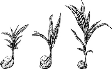 Vector engraving illustrations of coconuts. Perfect for tropical, nature, or food themed designs. Black and white art.	