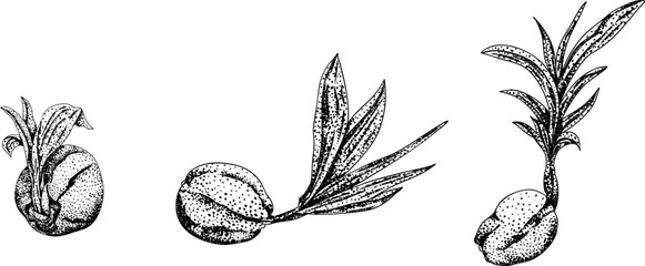 Vector engraving illustrations of coconuts. Perfect for tropical, nature, or food themed designs. Black and white art.	