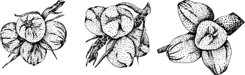 Vector engraving illustrations of coconuts. Perfect for tropical, nature, or food themed designs. Black and white art.	