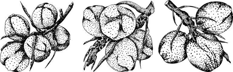 Vector engraving illustrations of coconuts. Perfect for tropical, nature, or food themed designs. Black and white art.	