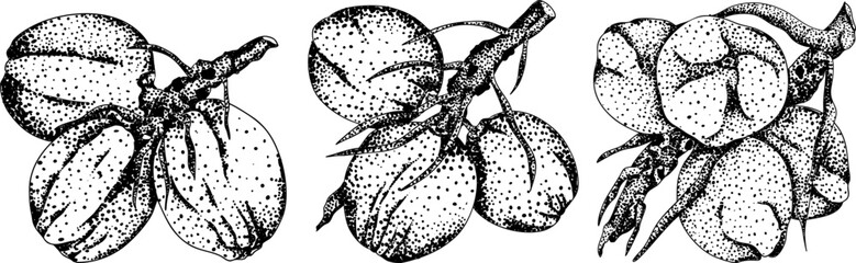 Vector engraving illustrations of coconuts. Perfect for tropical, nature, or food themed designs. Black and white art.	