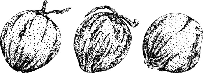 Vector engraving illustrations of coconuts. Perfect for tropical, nature, or food themed designs. Black and white art.	