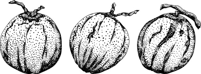Vector engraving illustrations of coconuts. Perfect for tropical, nature, or food themed designs. Black and white art.	