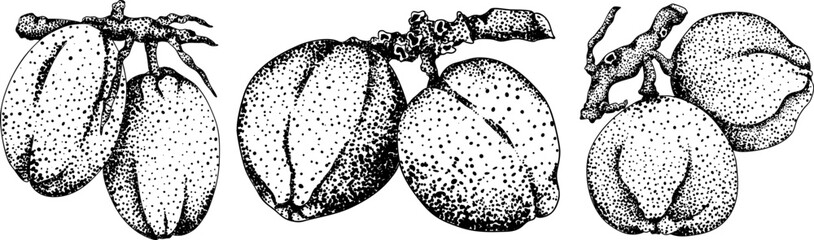 Vector engraving illustrations of coconuts. Perfect for tropical, nature, or food themed designs. Black and white art.	