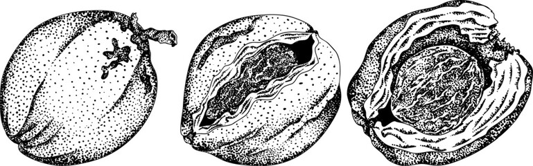 Vector engraving illustrations of coconuts. Perfect for tropical, nature, or food themed designs. Black and white art.	