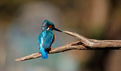 Male common kingfisher on a branch