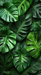 Lush composition of green monstera leaves, textured with natural light & shadows