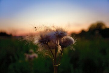 field of flowers