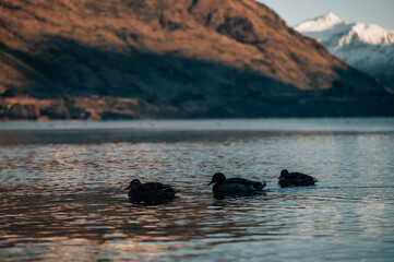 Wild duck in Lake Wanaka, New Zealand