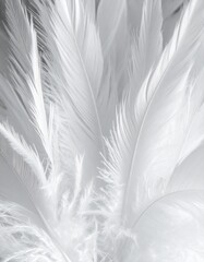 Fototapeta premium White Soft Feathers Close Up Light Background