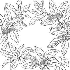 Anise Branch with Flowers, Seeds and Leaves and Leaves Outline Frame. Organic natural nutritional healthy food ingredient, vegetarian diet product. Vector isolated for design or decoration.