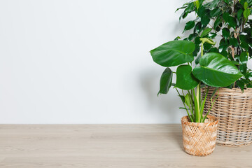 Monstera houseplant in wicker pot on the floor with copy space, green plant at home