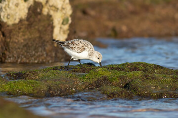 The Sanderling is a wader bird that can be observed in northern Spain.
