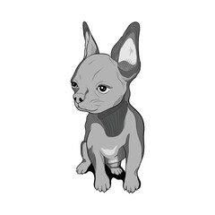 Hand Drawn Chihuahua Dog Illustration