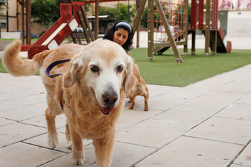 Perro Golden retriever caminando hacia la cámara junto al parque infantil, Alcoy, españa