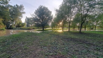 bosque