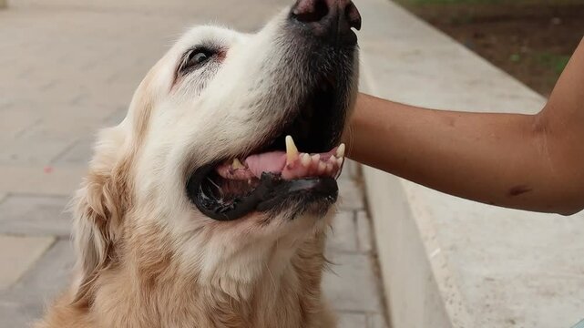 Golden retriever disfruta placenteramente las caricias en la cabeza, Alcoy, España