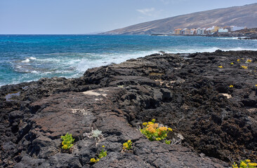 Volcanic coast with sand and plants