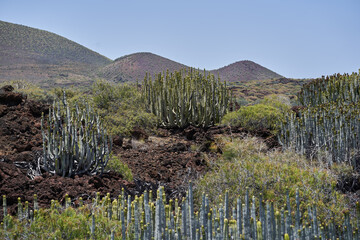 Volcanic slope with euphorbia cacti