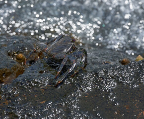 Black Sally Lightfoot crab on rock