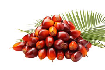 Palm Oil Fruits: A Detailed Look at Fresh Palm Oil Berries and Palm Fronds transparent background png
