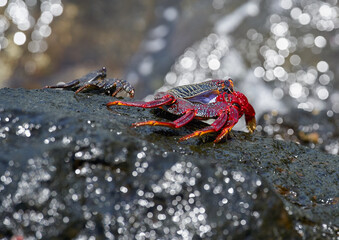 Sally Lightfoot crab on volcanic rock