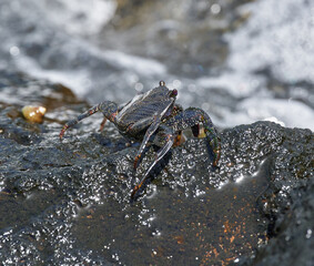 Black Sally Lightfoot crab on rock