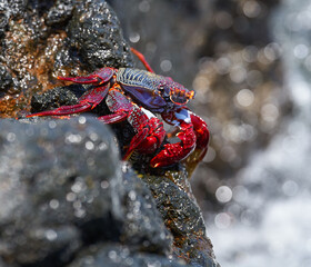 Sally Lightfoot crab on volcanic rock