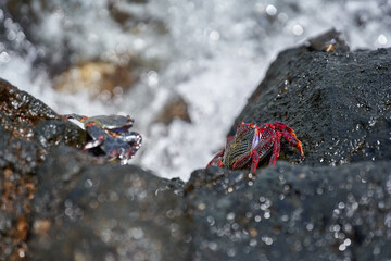 Sally Lightfoot crab on volcanic rock