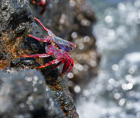 Sally Lightfoot crab on volcanic rock