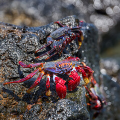 Sally Lightfoot crab on volcanic rock
