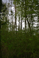  natur
