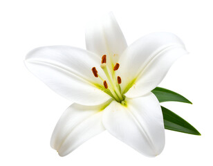 Obraz premium A pristine white lily blossom with delicate petals and vibrant green leaves radiates natural beauty.