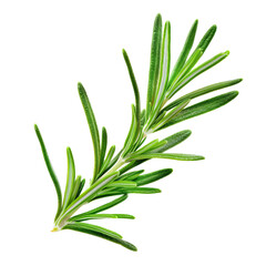 Fototapeta premium Fresh green rosemary sprig showcasing vibrant leaves and aromatic qualities.