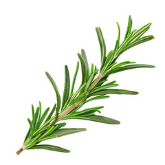 Fototapeta premium A fresh green sprig of rosemary with vibrant foliage, perfect for culinary use and garnishing dishes.
