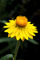 Close-up of golden everlasting flower