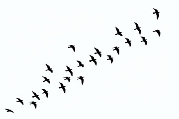 birds on a white background