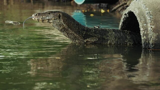 monitor lizard surfaces from a drain pipe into a green body of water The lizard is partially submerged showcasing its scaly body and unique texture Natural environment serene lake setting